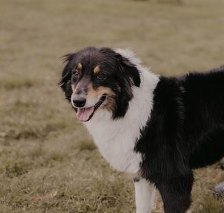 A black and white dog is standing in the grass and looking at the camera.