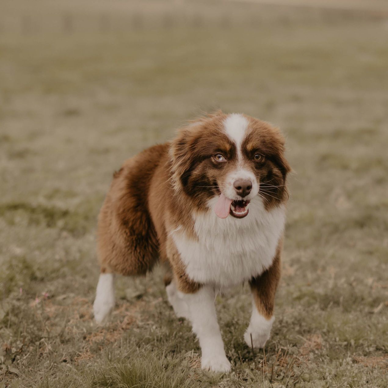 A brown and white dog is standing in the grass.