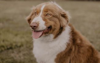 A brown and white dog is sitting in the grass with its tongue hanging out.