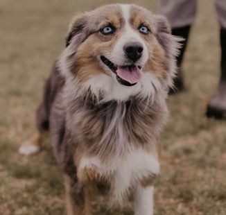 A brown and white dog with blue eyes is standing in the grass.