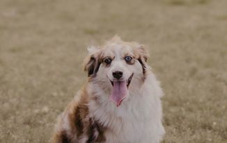 A brown and white dog is sitting in the grass with its tongue hanging out.