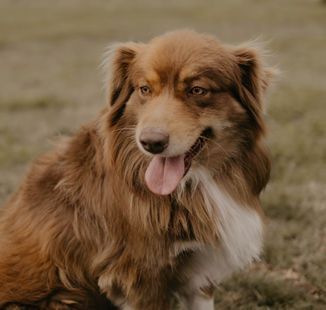 A brown and white dog is sitting in the grass with its tongue hanging out.