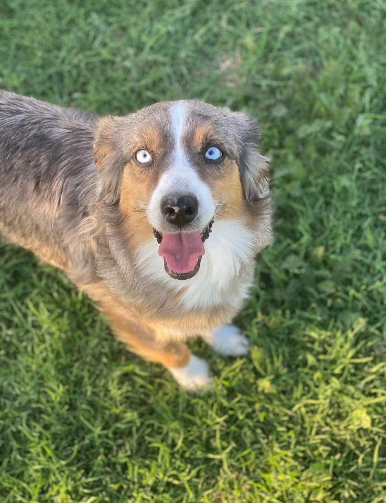 A dog with blue eyes is standing in the grass and looking up at the camera.