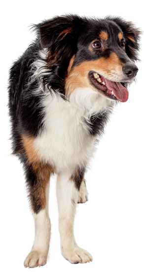 A black and white dog is standing on its hind legs with its tongue hanging out.