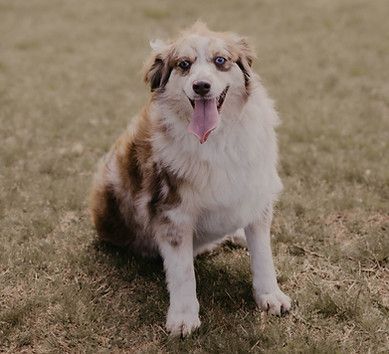A brown and white dog is sitting in the grass with its tongue hanging out.