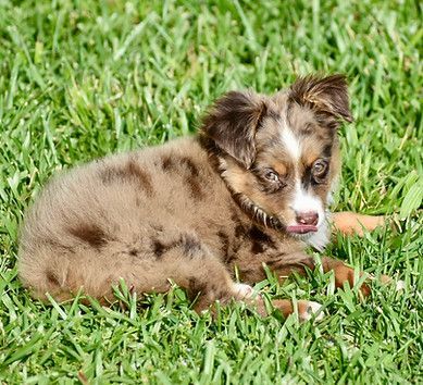 A brown and white puppy is laying in the grass.