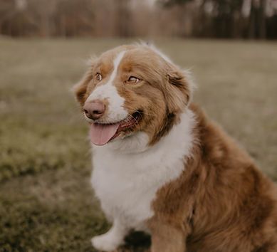 A brown and white dog is sitting in the grass with its tongue hanging out.