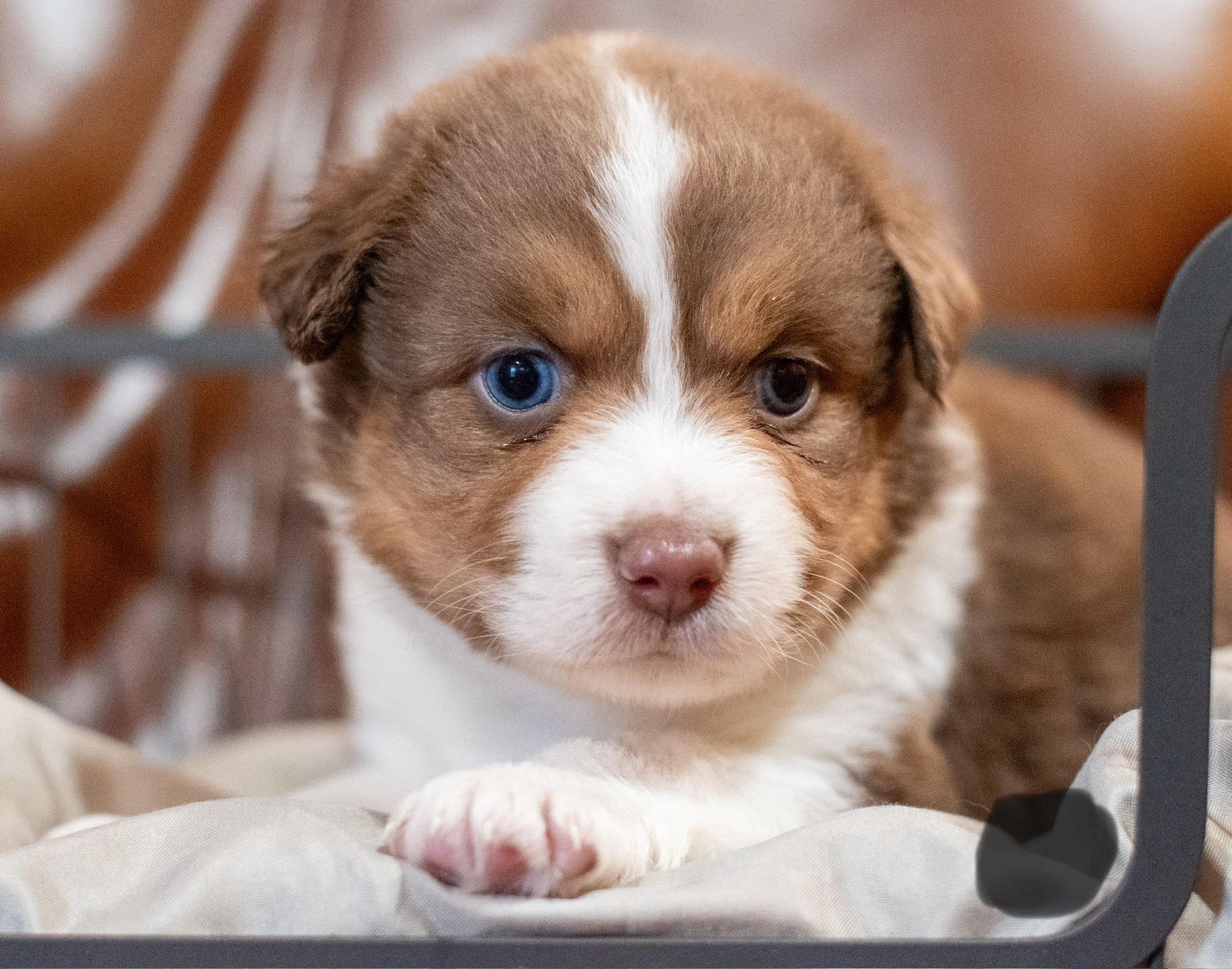 Brown and white puppy with one blue eye and one brown eye, sitting in a crate.