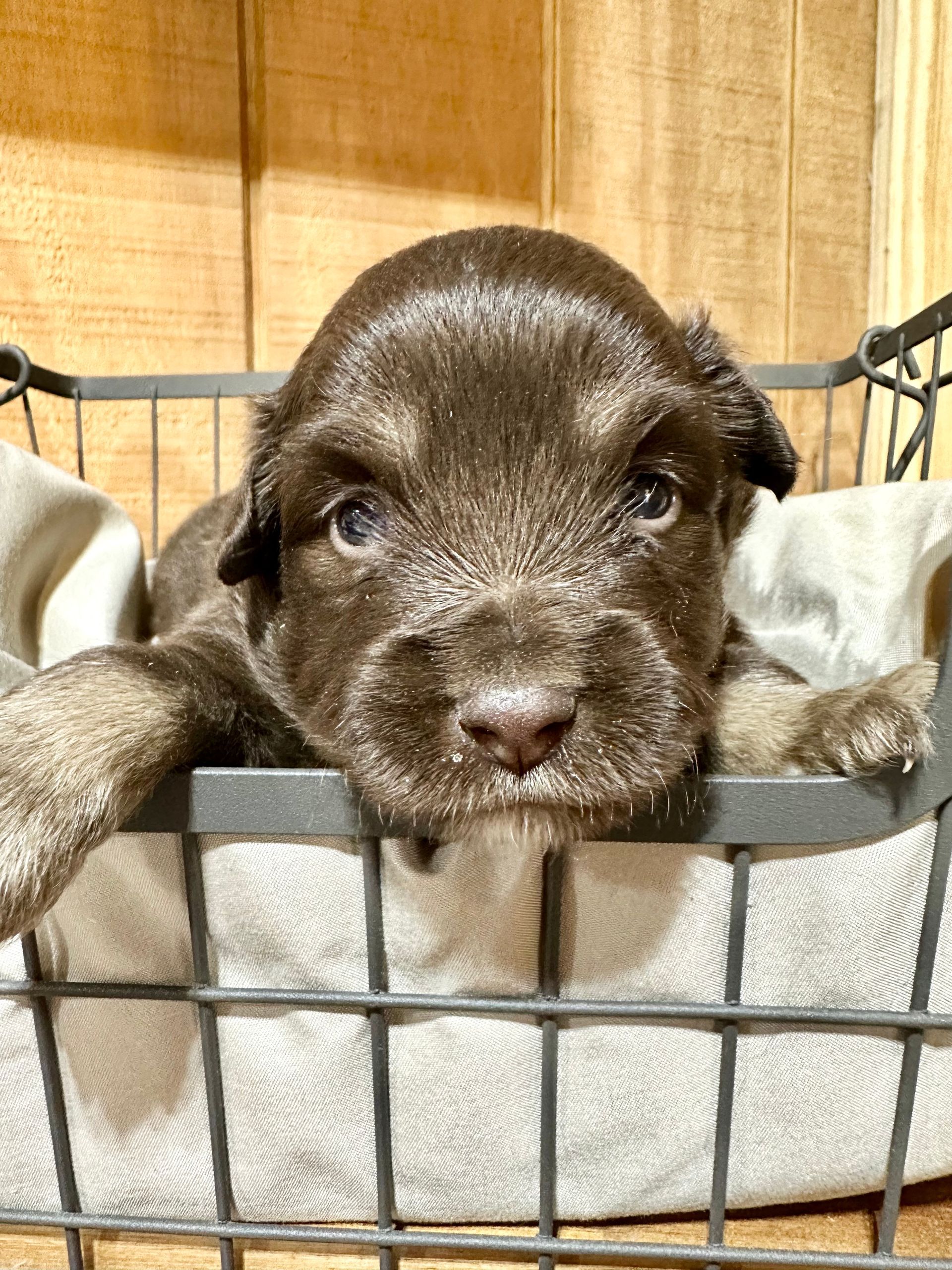 A brown and white puppy is sitting in a basket.