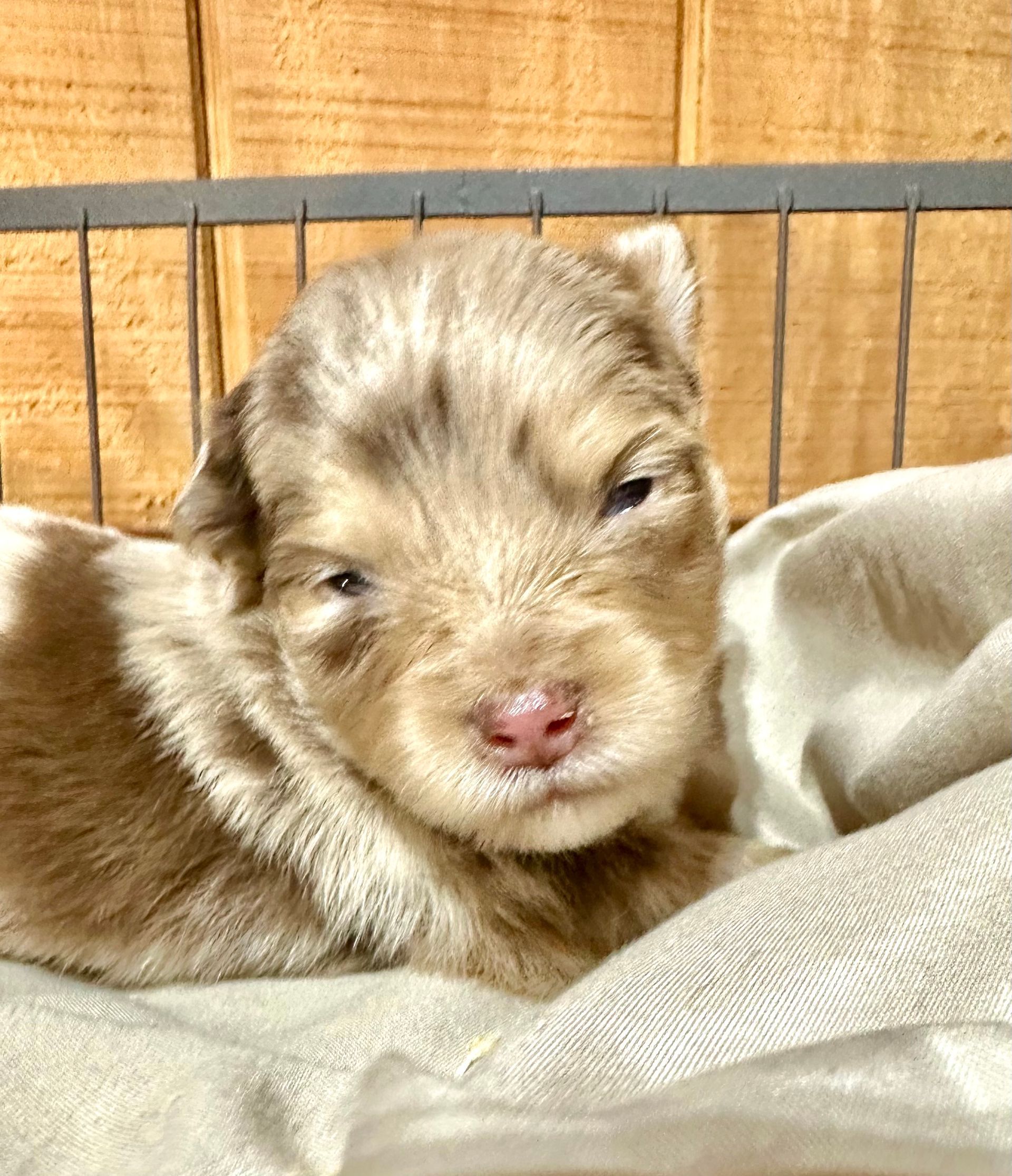 A brown and white puppy is sitting in a basket.