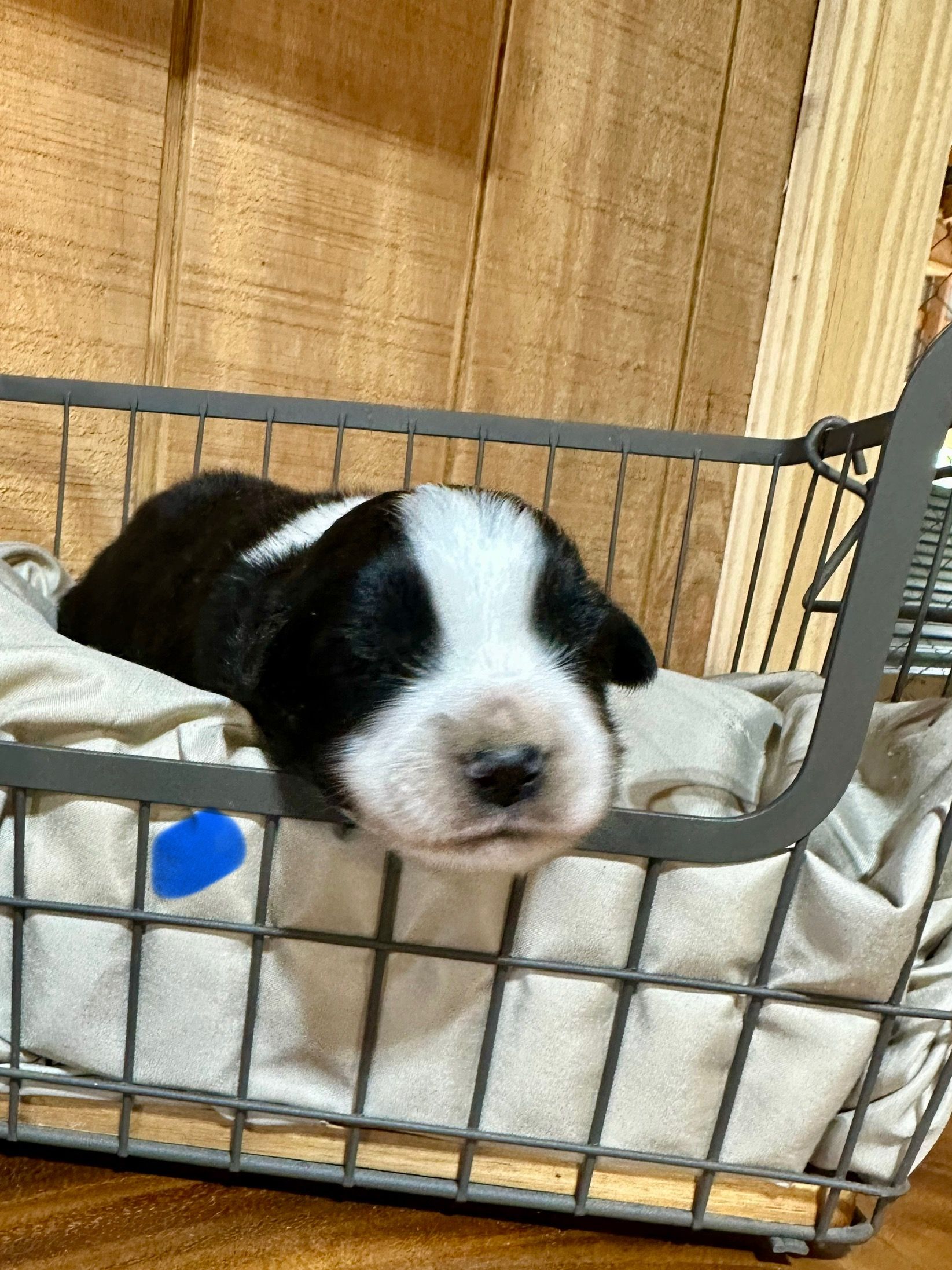 A brown and white puppy is sitting in a basket.