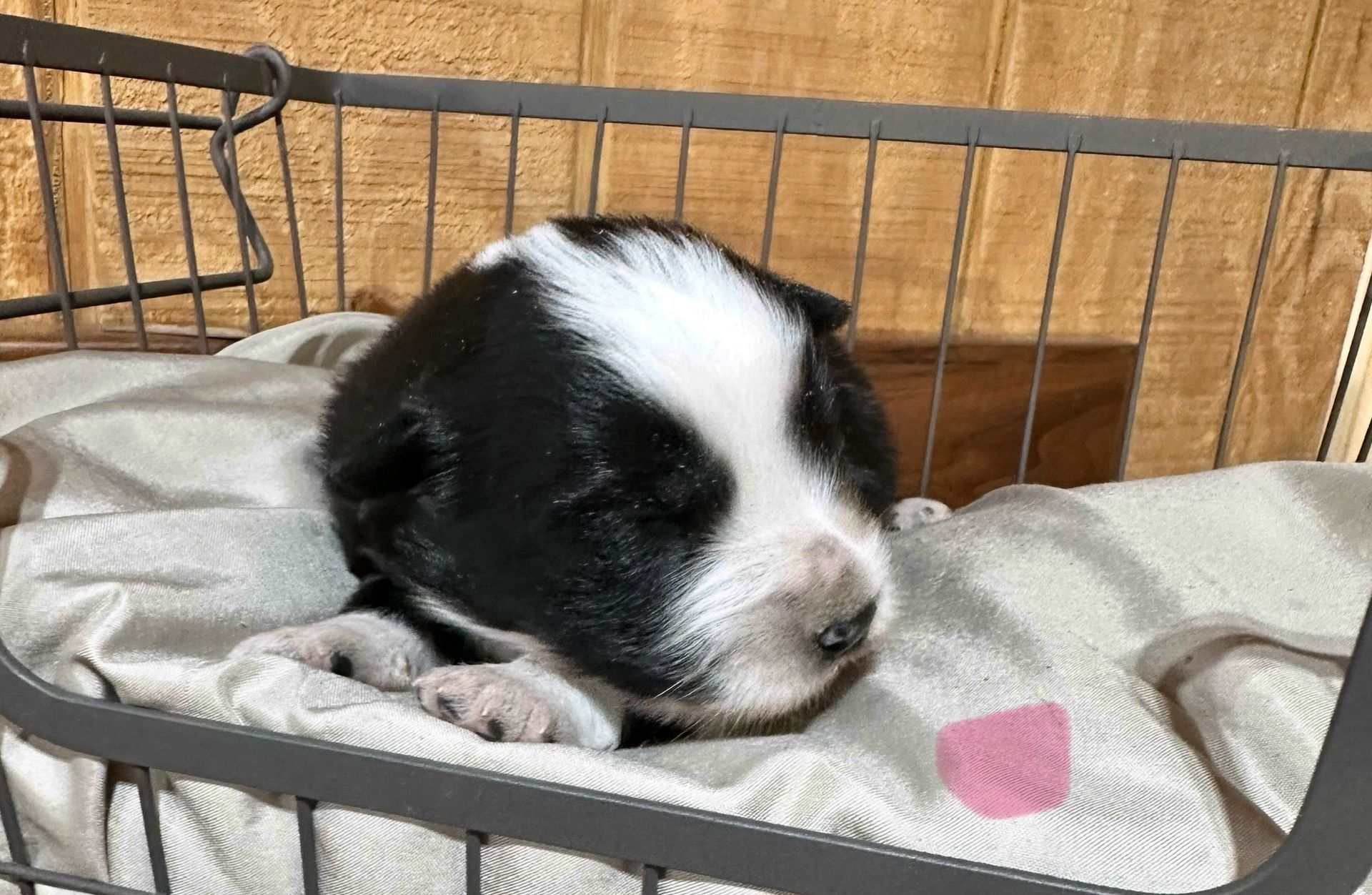 A brown and white puppy is sitting in a basket.