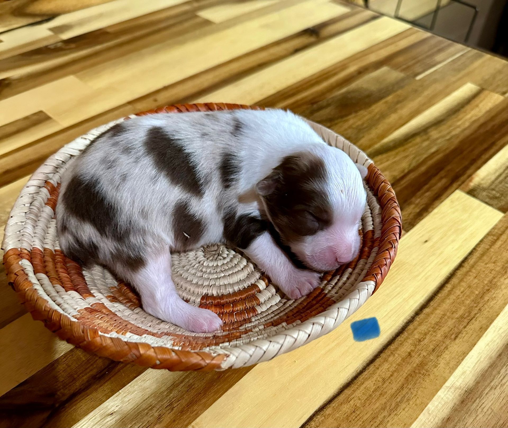 A brown and white puppy is sitting in a basket.