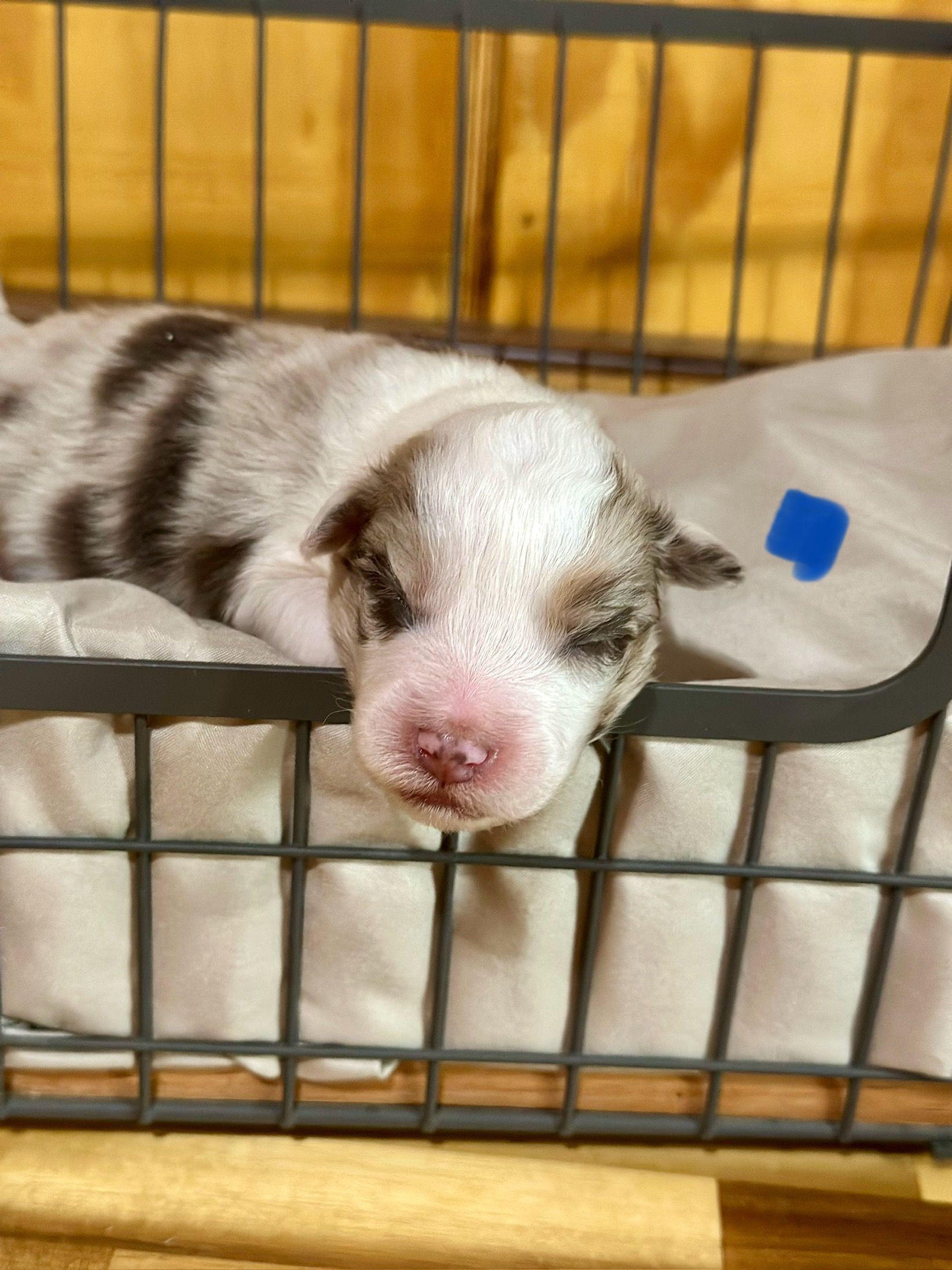 A brown and white puppy is sitting in a basket.
