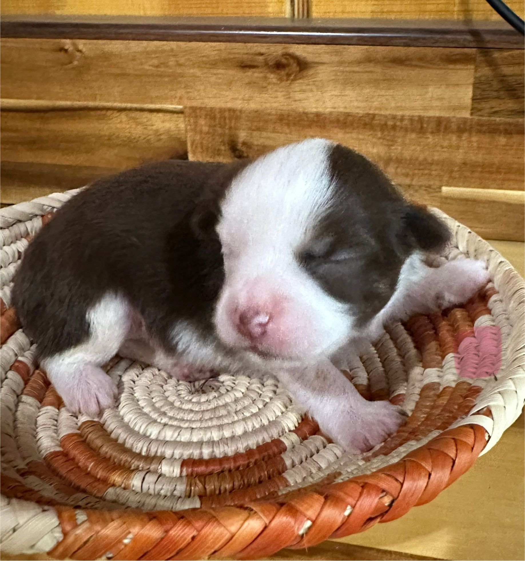 A brown and white puppy is sitting in a basket.
