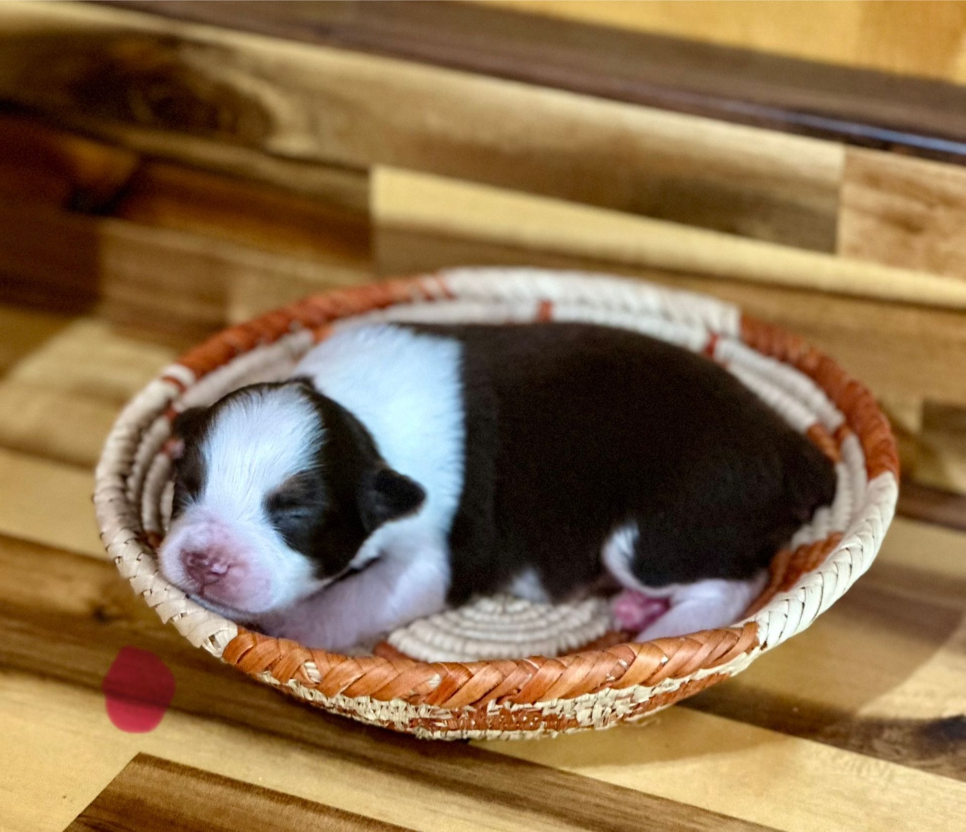 A brown and white puppy is sitting in a basket.