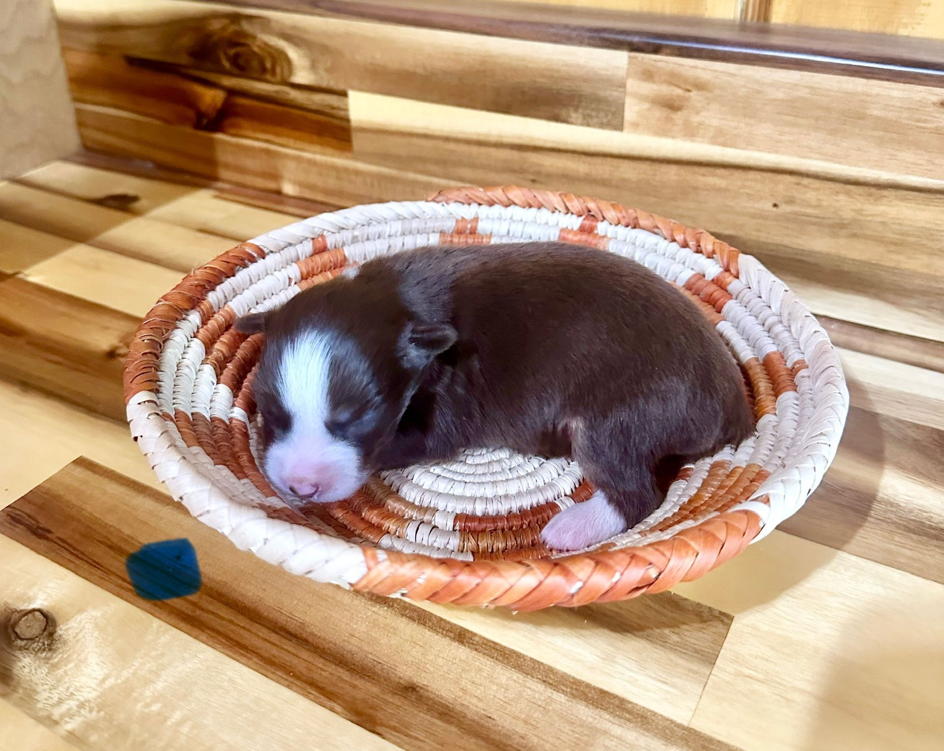 A brown and white puppy is sitting in a basket.