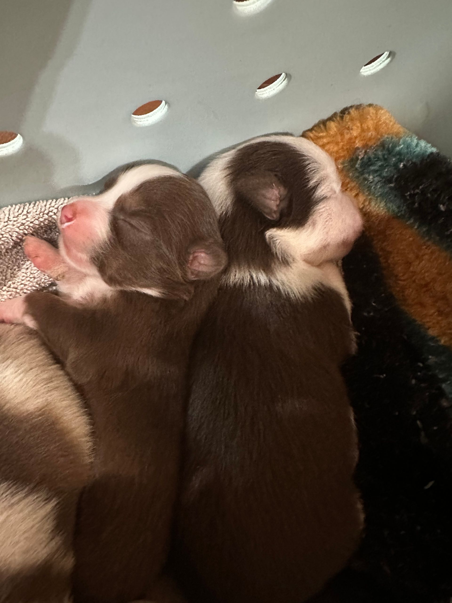 A brown and white puppy is sitting in a basket.