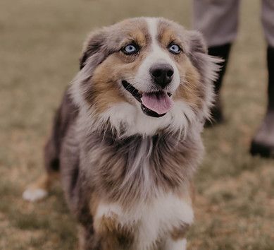 A brown and white dog with blue eyes is standing in the grass.