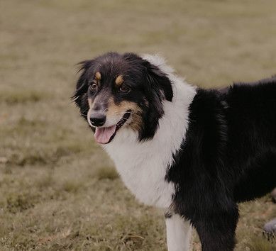 A black and white dog is standing in the grass and looking at the camera.