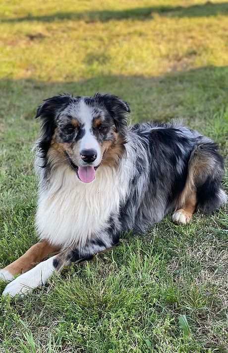 A dog is laying in the grass with its tongue out.
