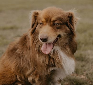 A brown and white dog is sitting in the grass with its tongue hanging out.