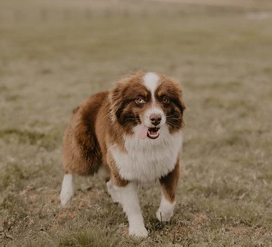 A brown and white dog is standing in the grass.