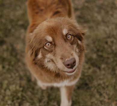 A brown dog is standing in the grass looking up at the camera.