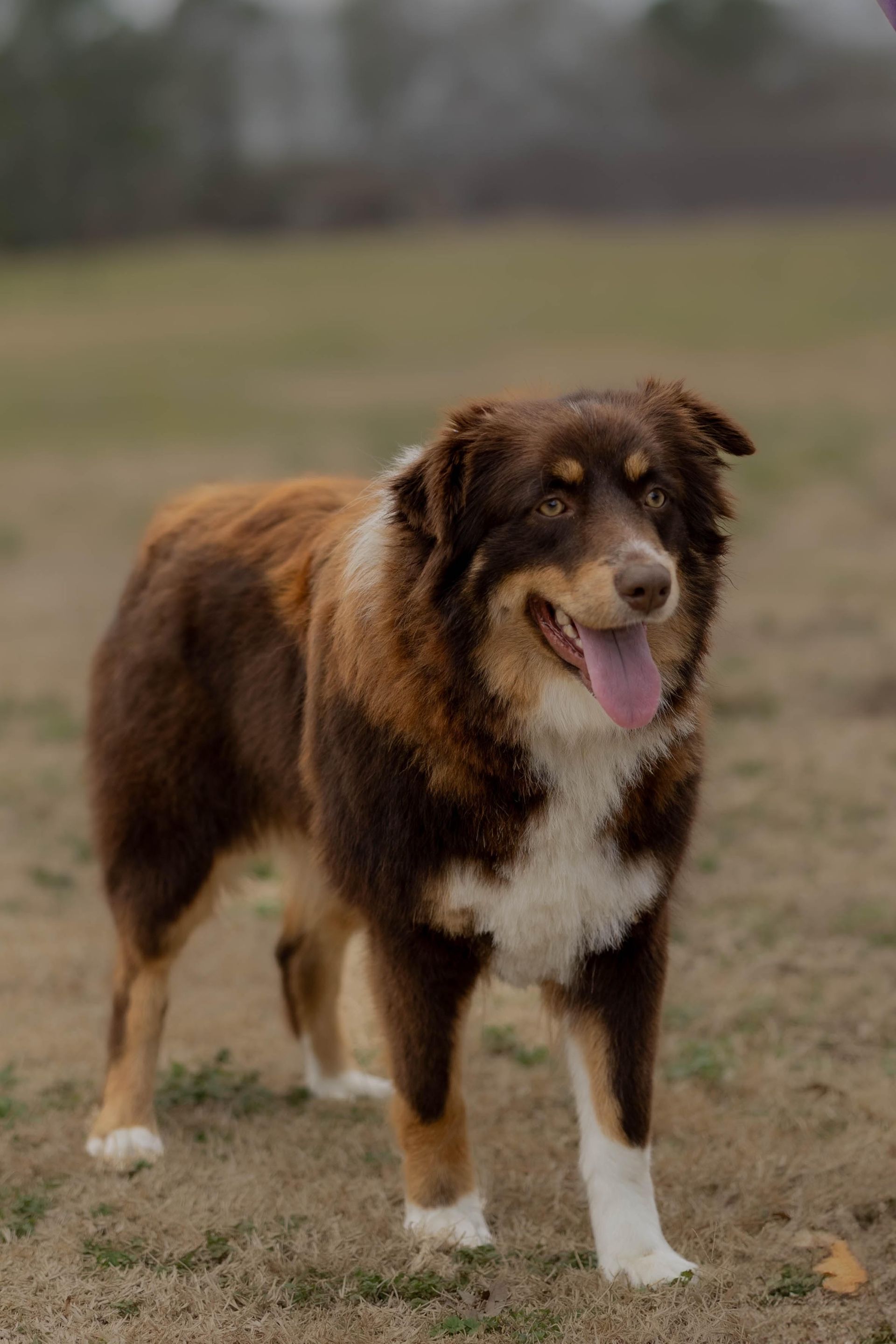 A brown and white dog is standing in a field with its tongue hanging out.