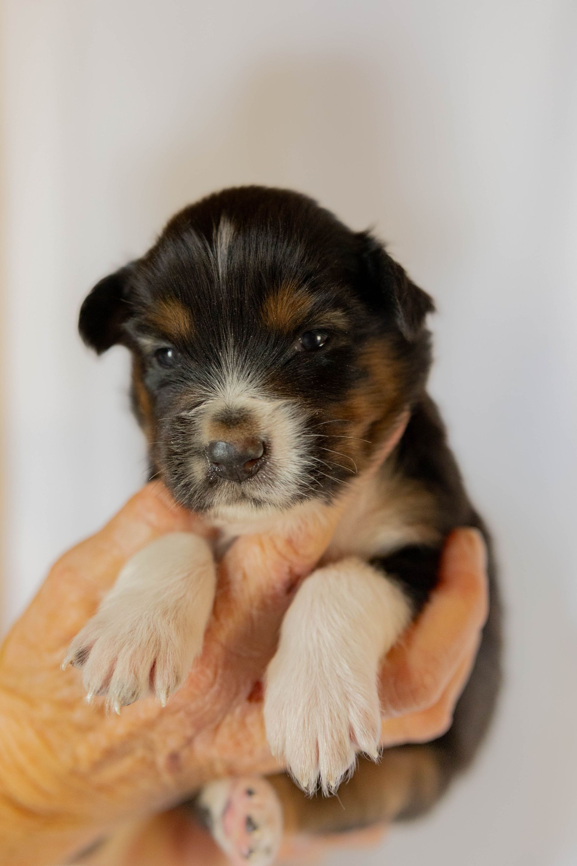 A small, tricolor puppy with black, white, and tan fur being held in a person's hand against a plain white background.
