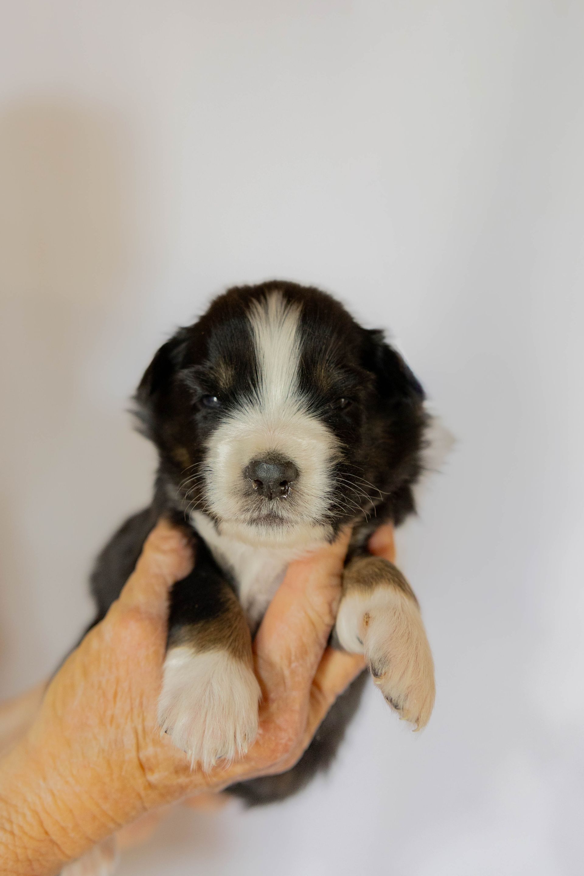 A small, black, white, and tan puppy being held in a person's hand against a plain white background.