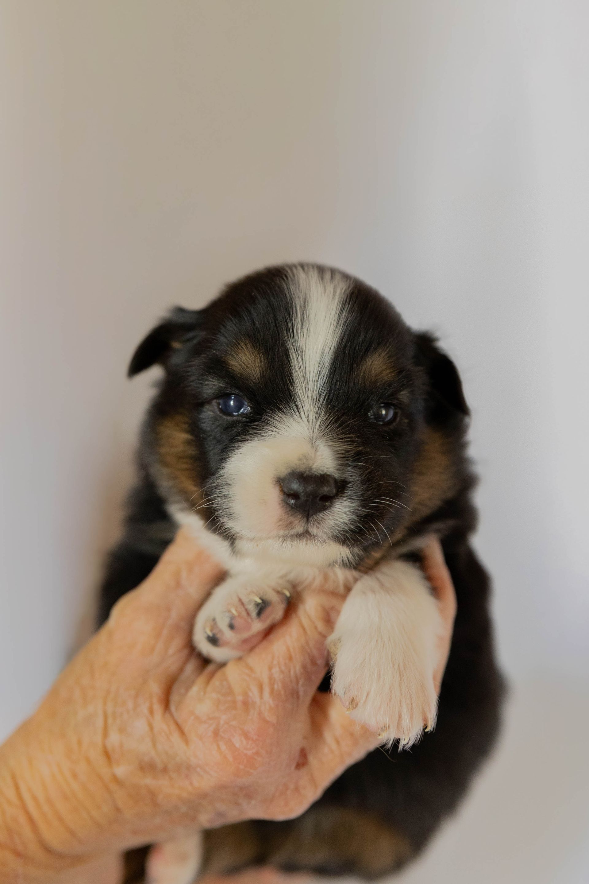A human hand holds a small black, white, and tan puppy with blue eyes against a plain white background.