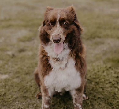 A brown and white dog is sitting in the grass with its tongue hanging out.