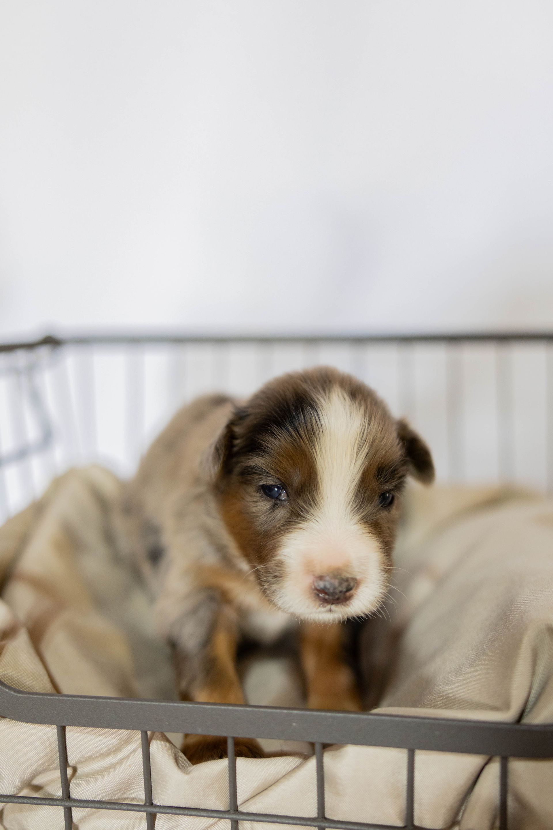 A tri-colored puppy with a white blaze on its face sitting inside a wire basket lined with a beige cloth.