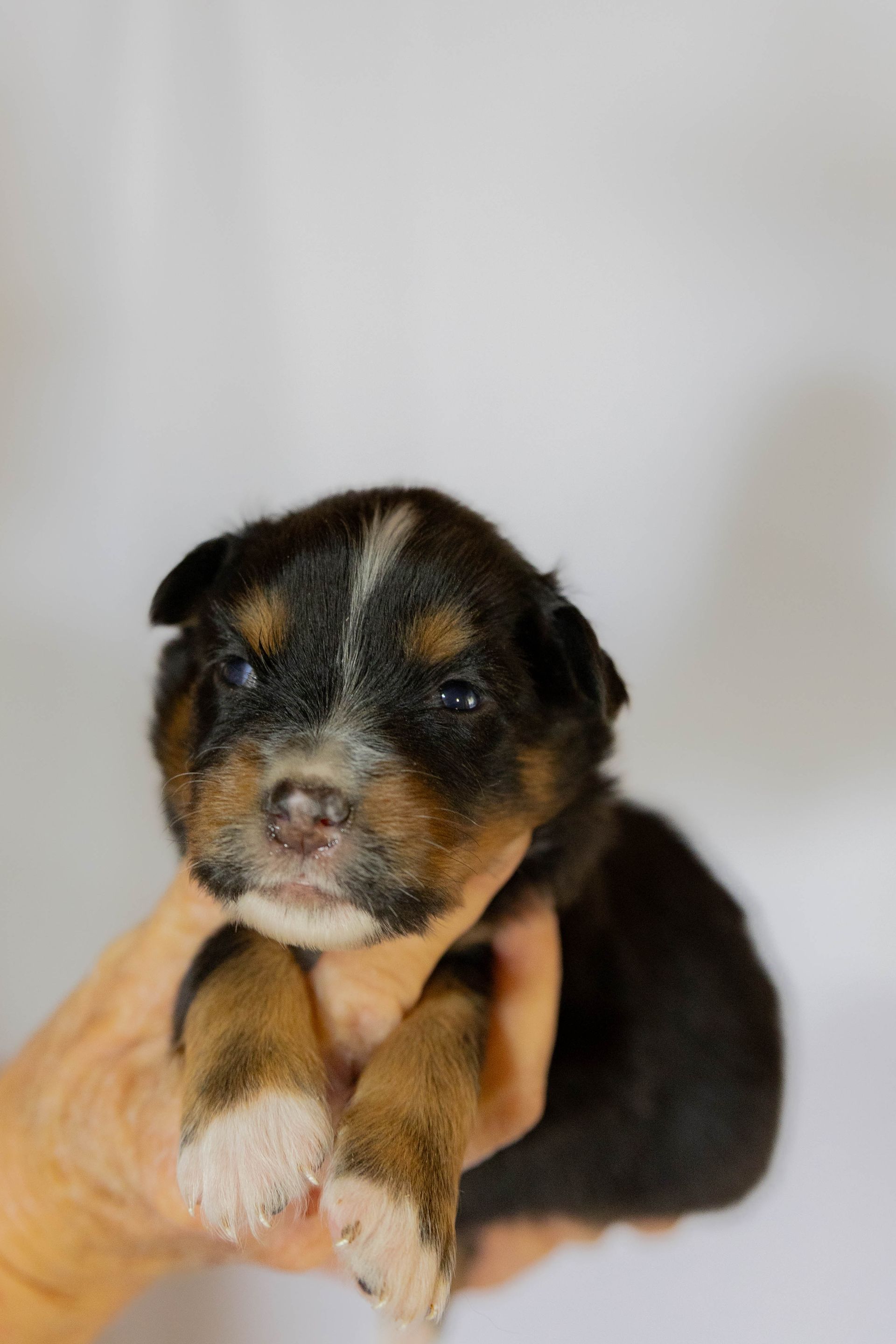 A tiny black, tan, and white puppy held in a person's hand against a plain white background.