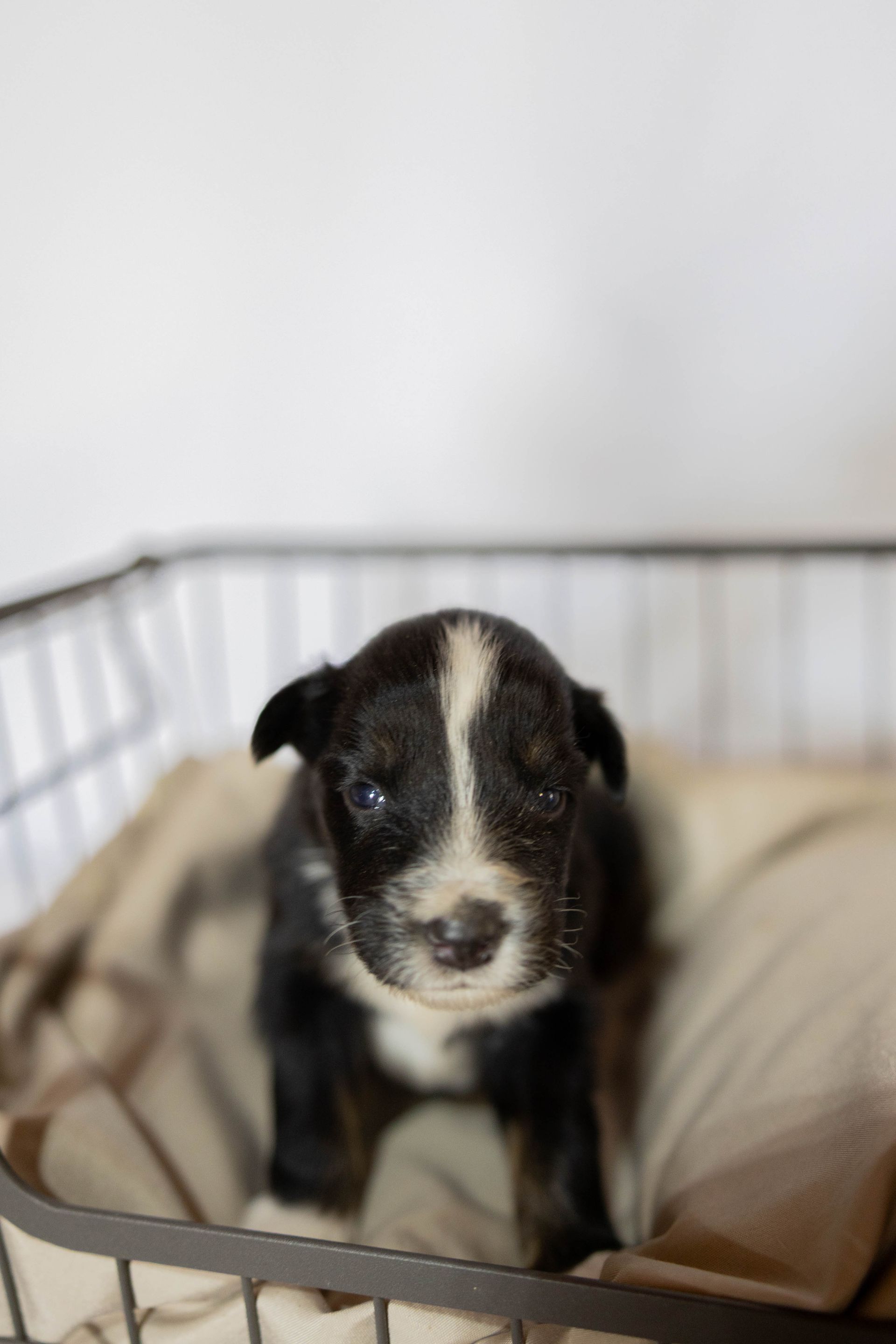 A small black and white puppy sitting on a tan cloth inside a wire crate.