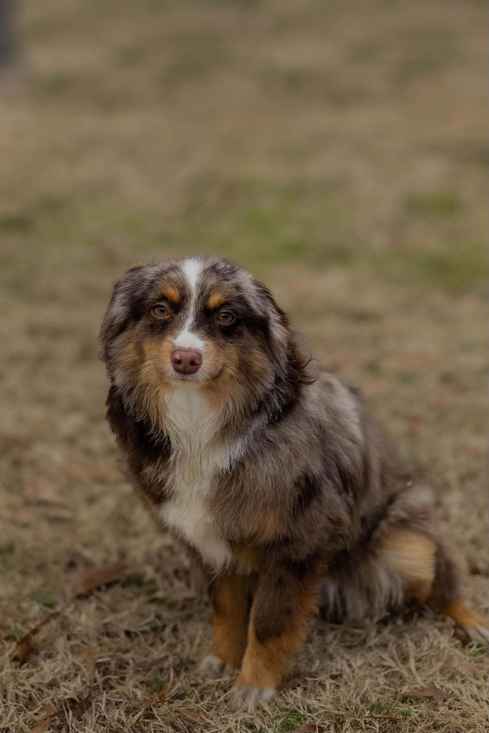 A brown and white dog is standing in the grass.