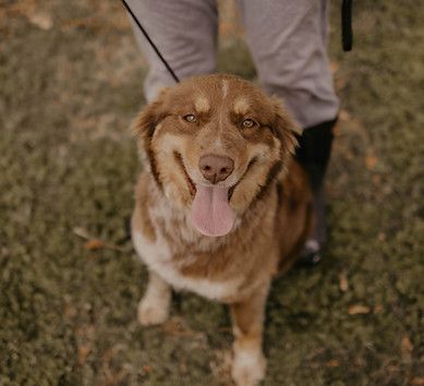 A person is walking a brown dog on a leash in the grass.