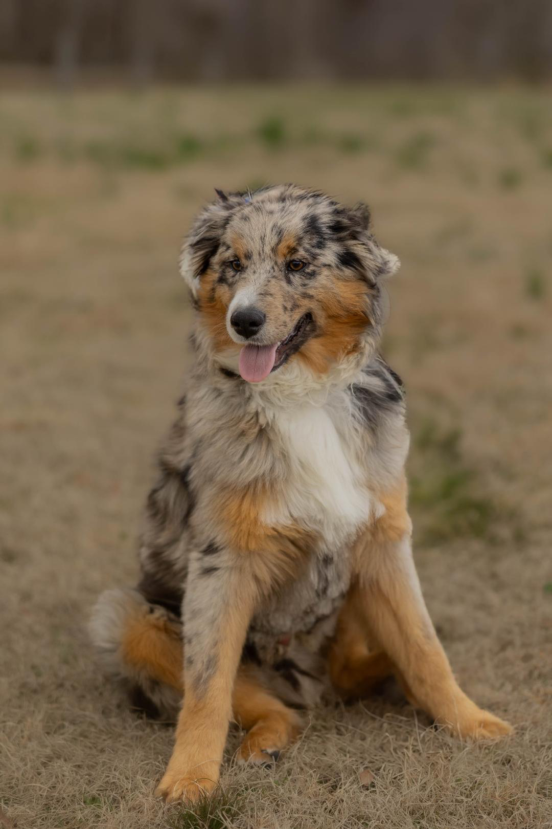 A dog is sitting in the grass with its tongue hanging out.