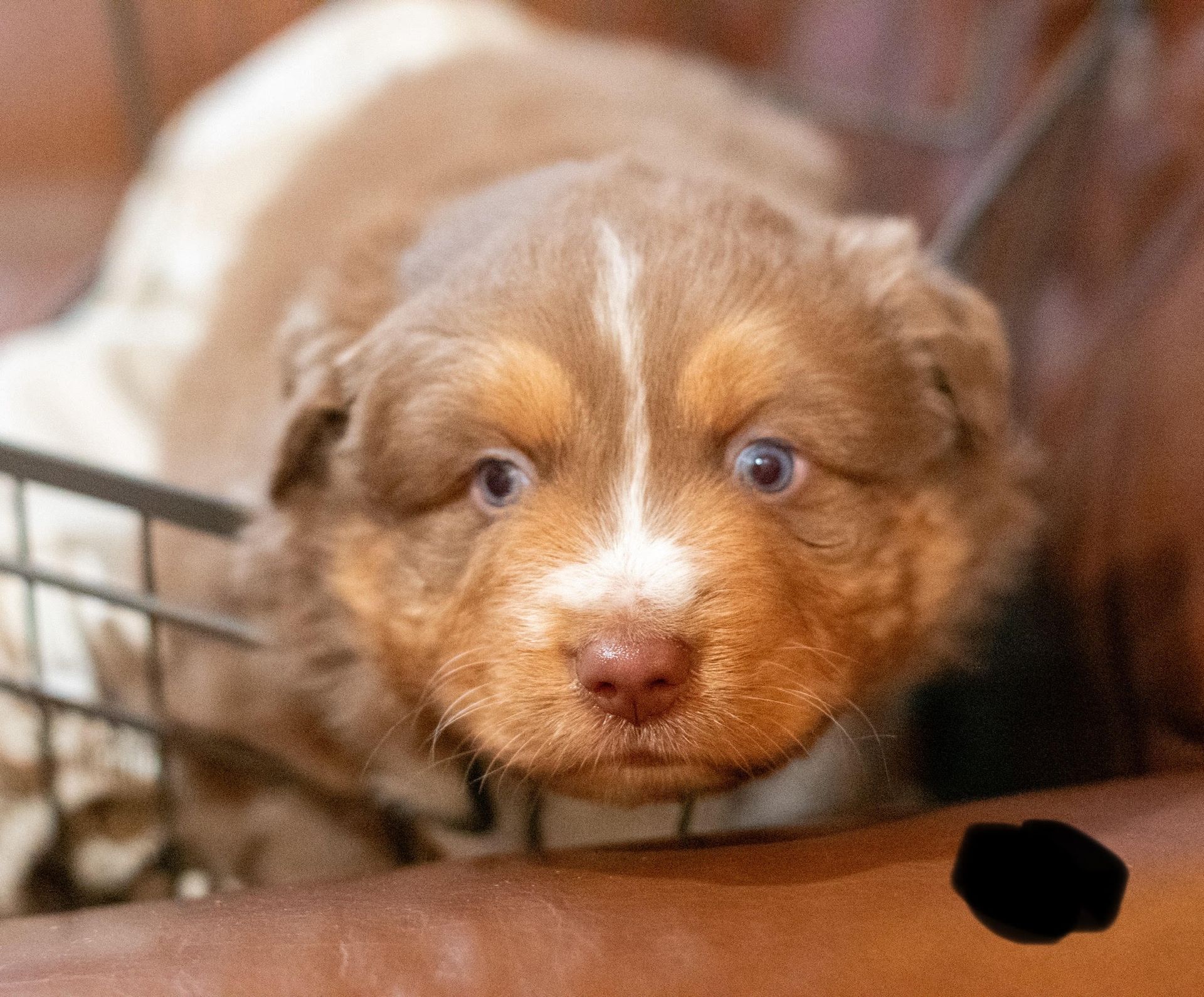 Brown and white puppy with a white stripe on its head, looking at the camera.