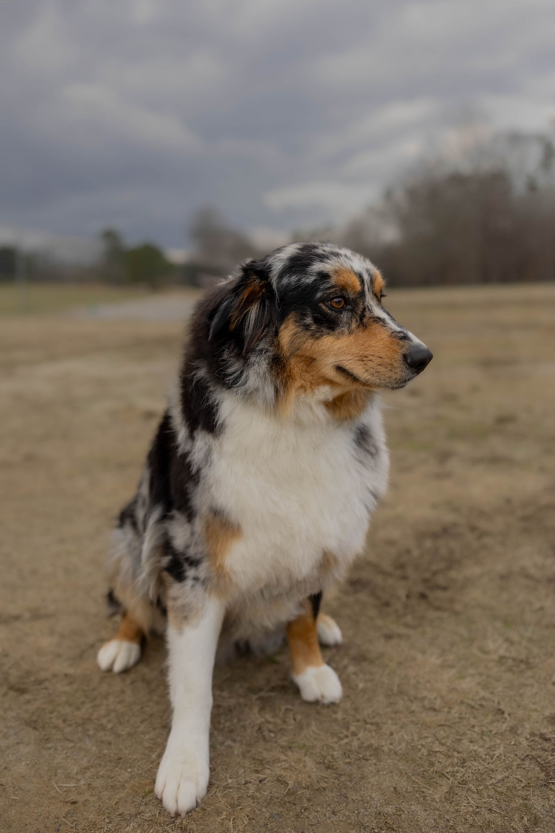 A dog is sitting on the ground in a field.