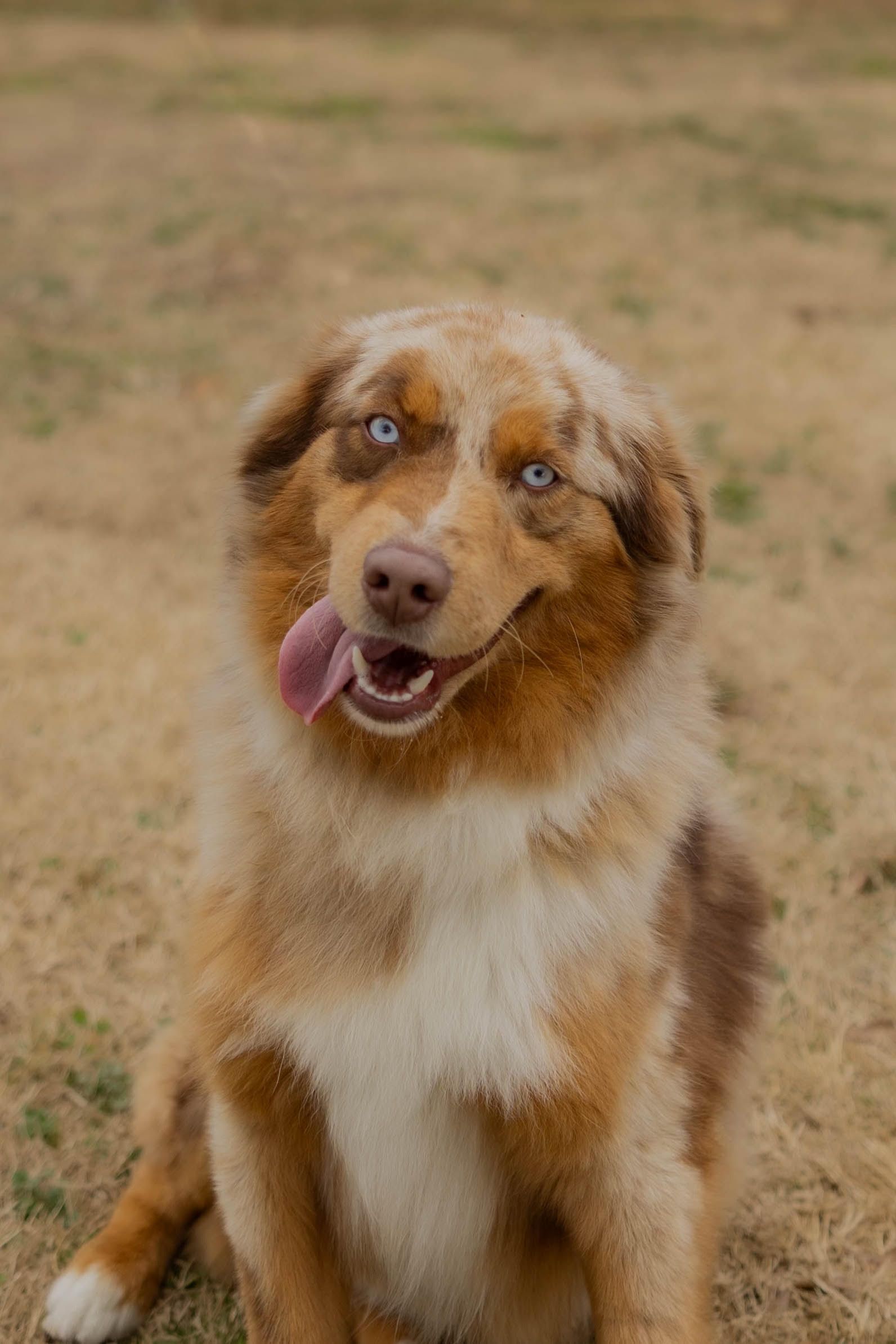 A brown and white dog is sitting in the grass with its tongue hanging out.