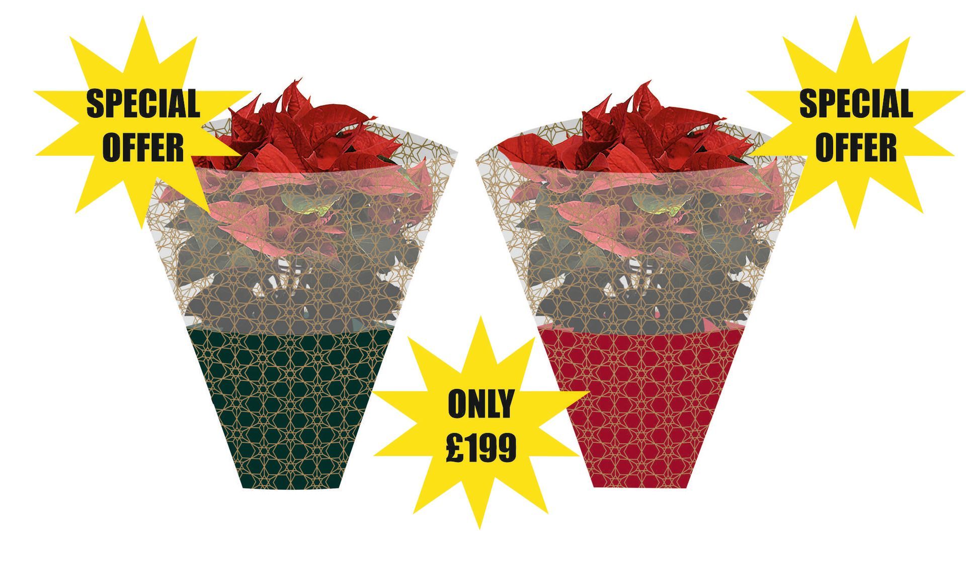 #christmasplantsleeves #christmassleeves #christmaspoinsettiasleeves #plastiplantsleeves #plasticchr