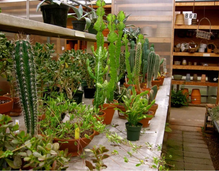 Bensell, Greenhouse, About, Home