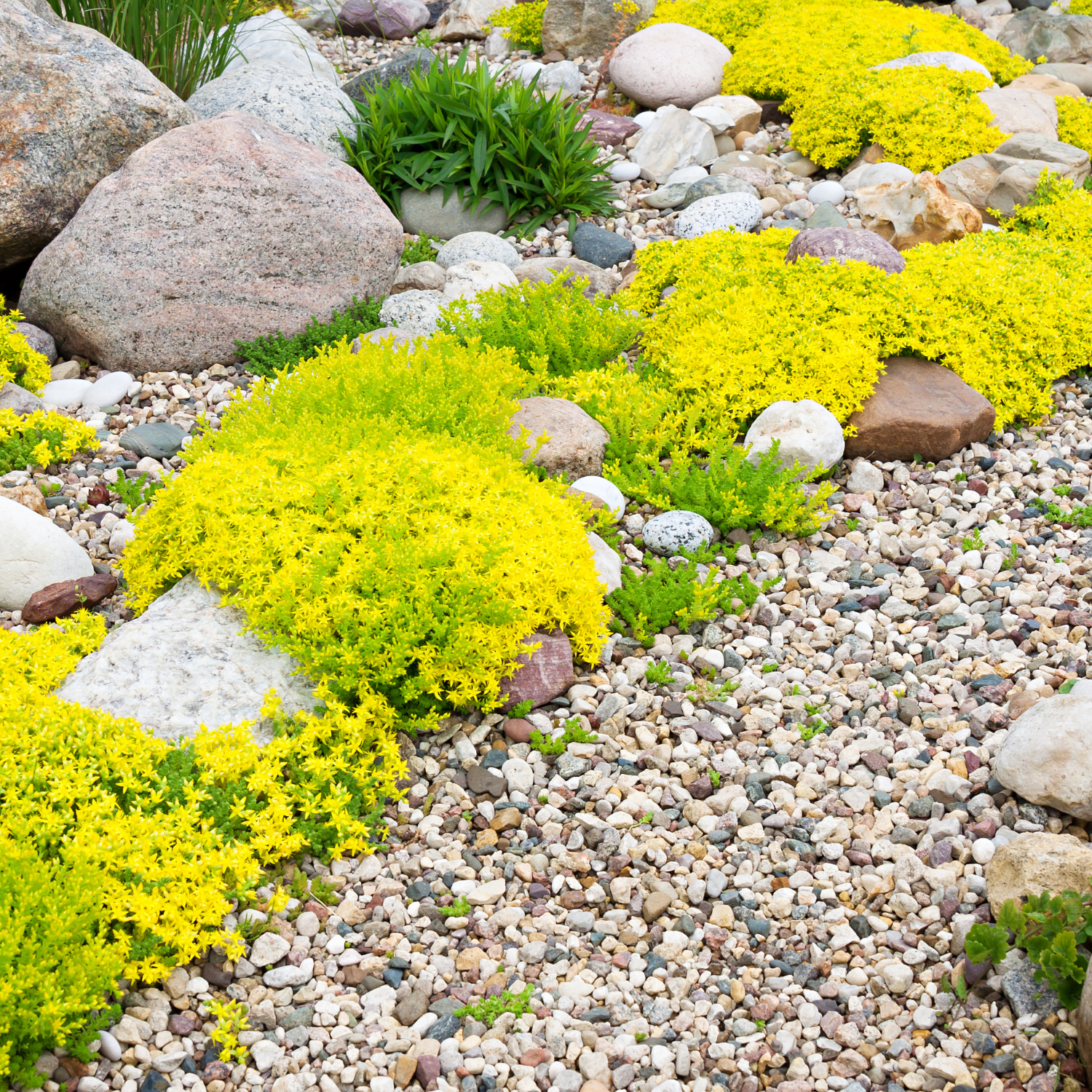 Yellow flowering ground cover and pebbles among rocks in a garden bed.