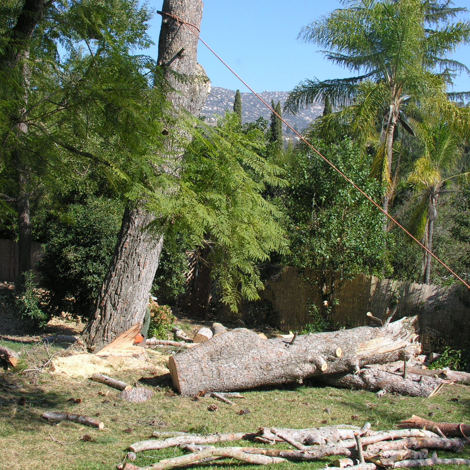 Tree being cut down in a yard; logs on ground, sawdust, and rope visible; foliage and a mountain in background.