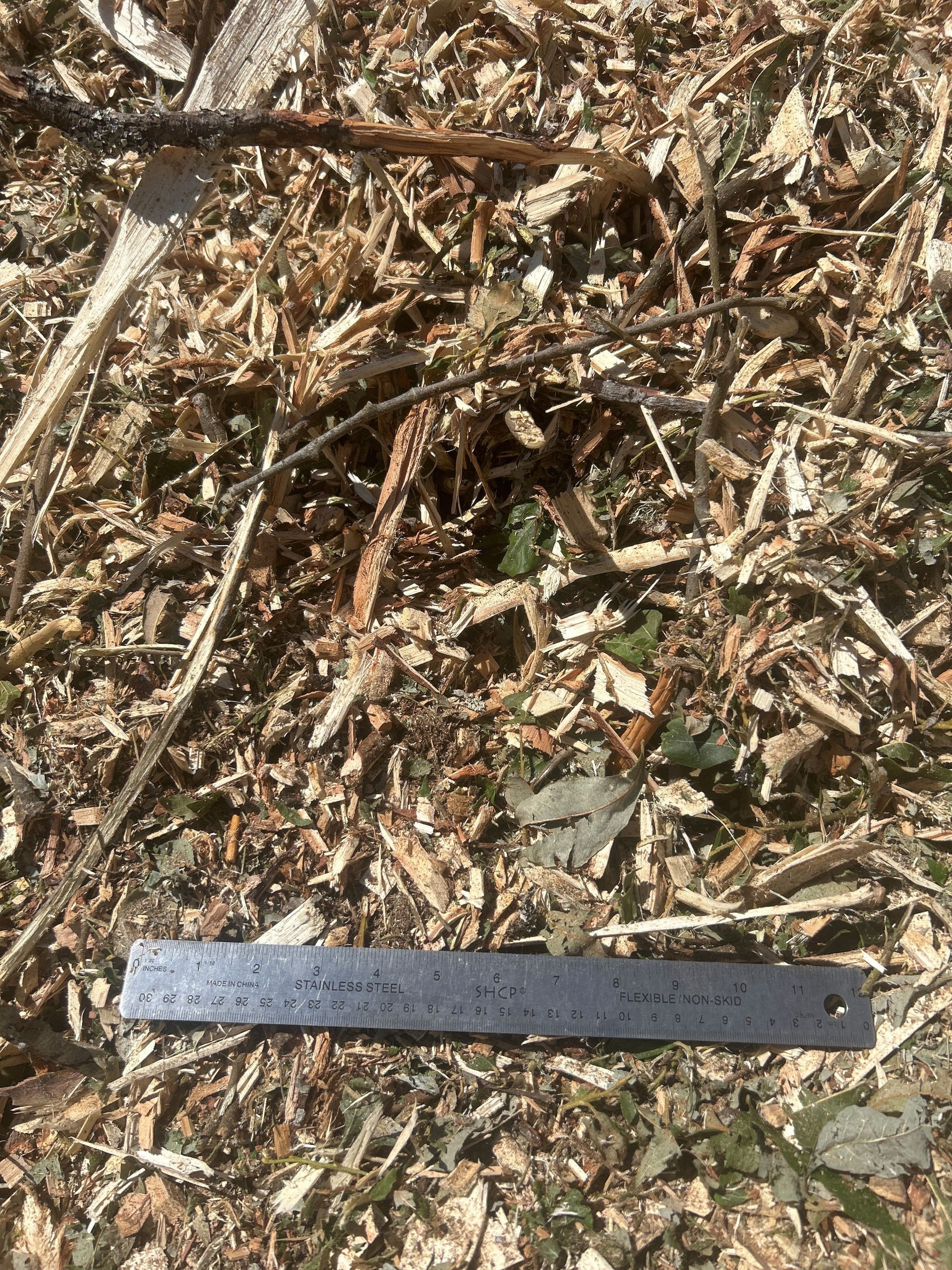 Wood chips, twigs, and leaves with a metal ruler for scale.