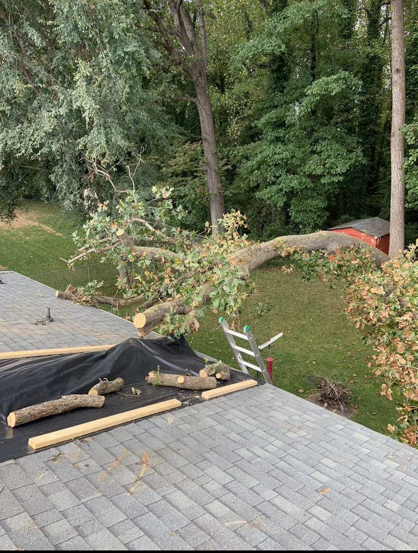 A tree has fallen on a dark gray shingled roof. Cut logs and a ladder sit nearby; green foliage fills the background.