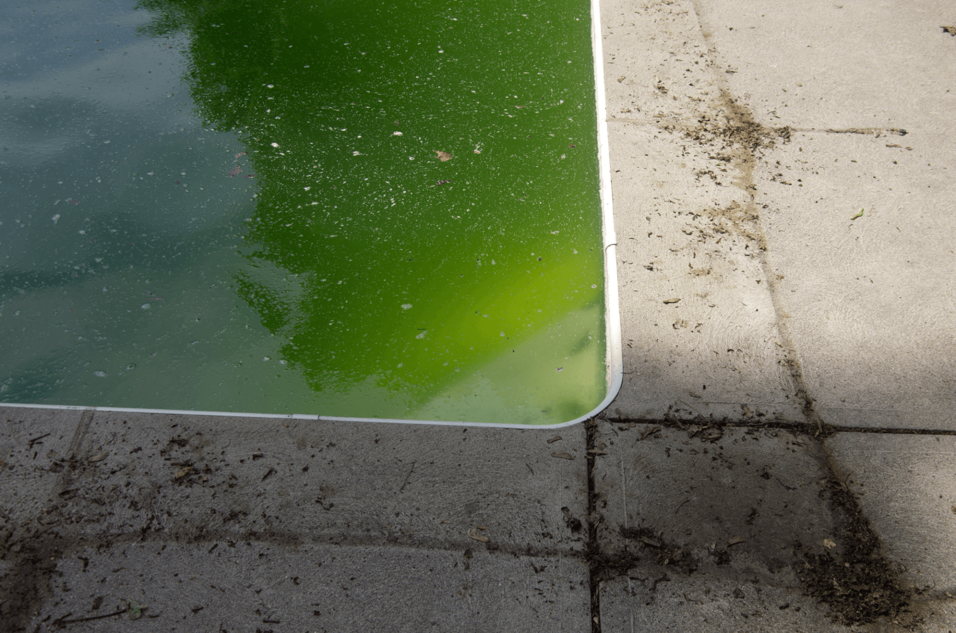 Green pool water due to algae St Petersburg