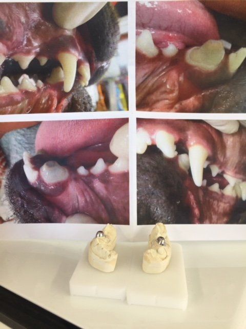 Contact us for veterinary dental crowns